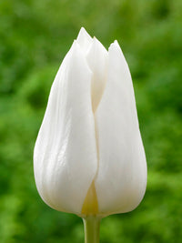 Tulip Agrass White Bulbs