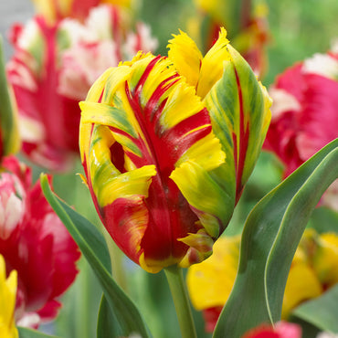 Texas Flame Tulip Seeds