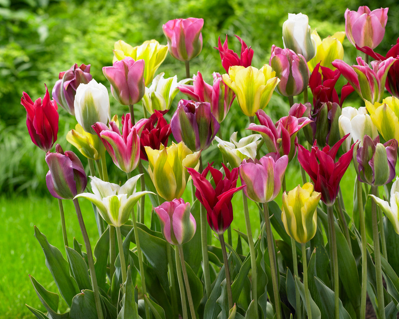 Viridiflora Tulip Mixture Seeds