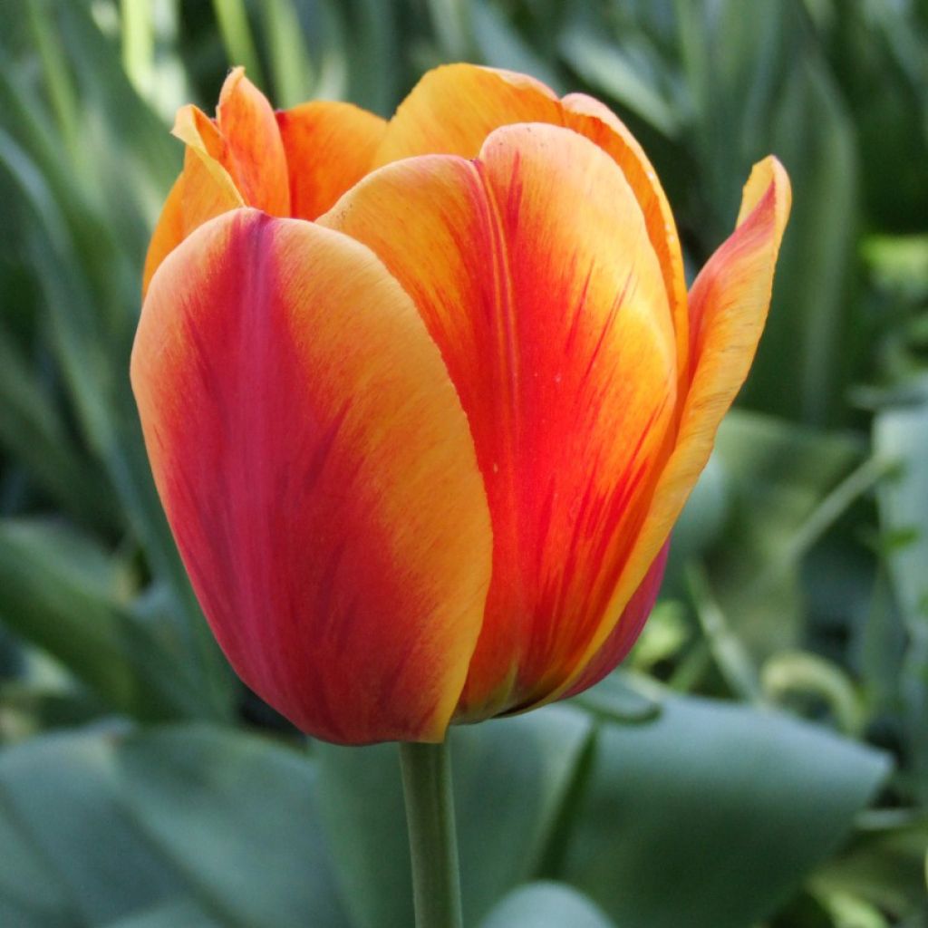 Apeldoorn's Elite Tulip Seeds