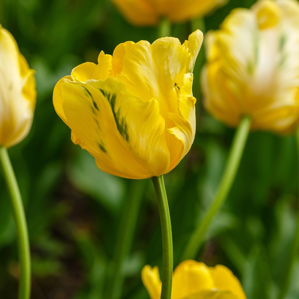 Yellow Madonna Parrot Tulip Seeds