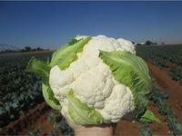 Twister – Cauliflower Seed