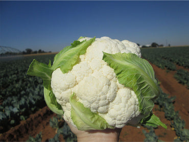 Twister – Cauliflower Seed