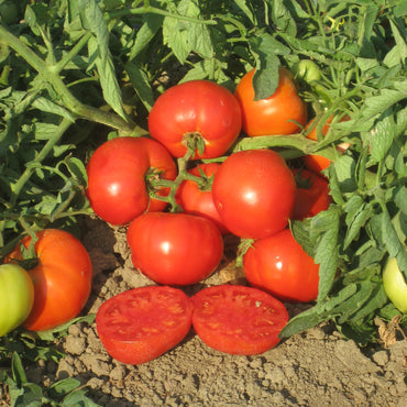 Big Beef – Tomato Seed