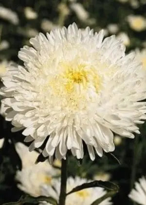 Aster- Standy Creamy White