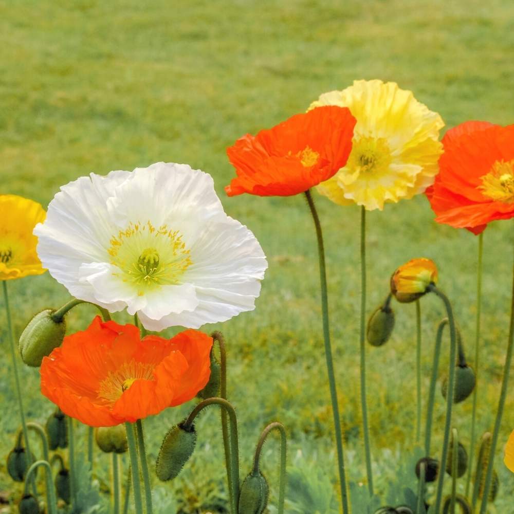 Poppy Iceland Nudicale Mixed Color Seeds