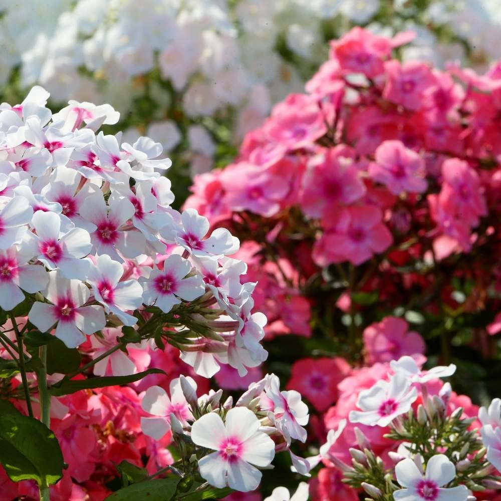 Phlox Beauty Mixed Color Seeds