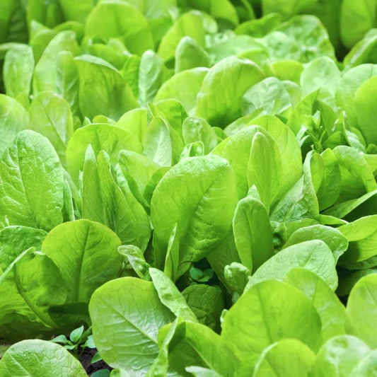 Spinach Organic Vegetable Seeds