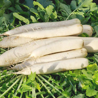 Radish Pusa Chetki Vegetable Seeds