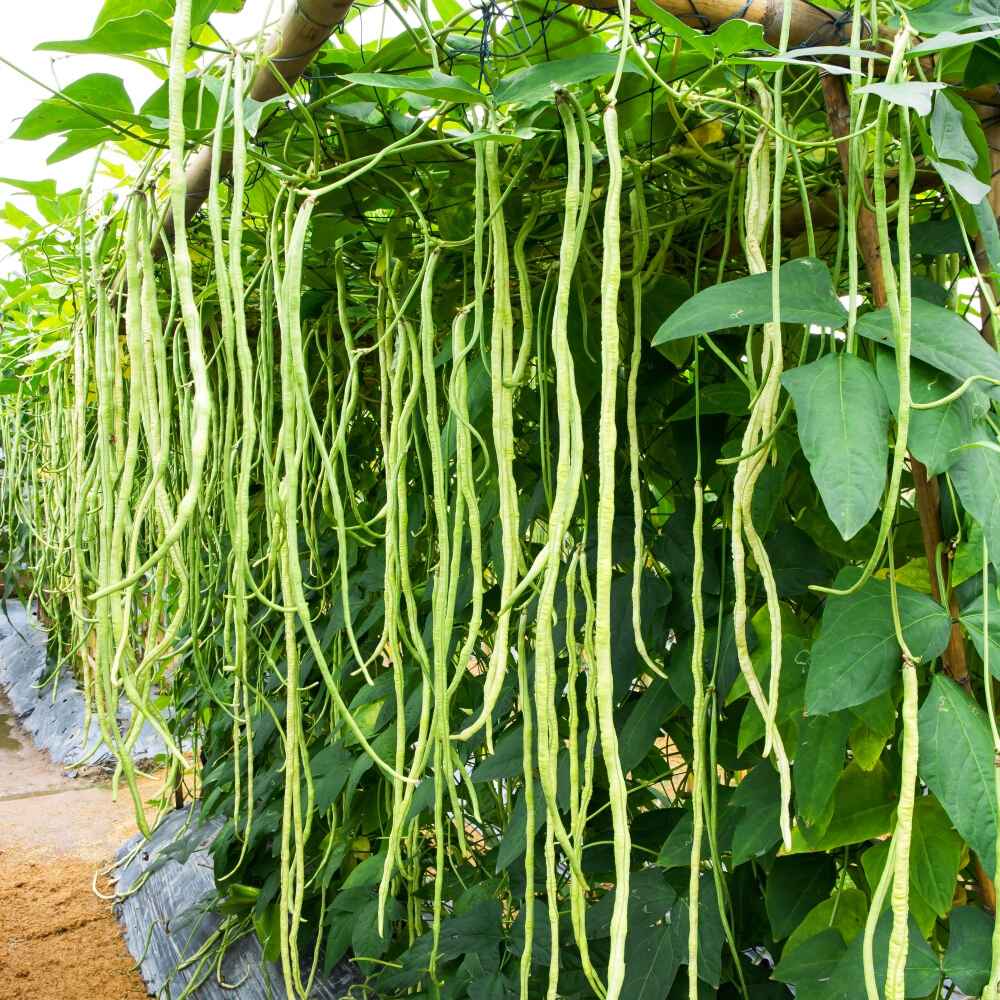 Yard Long Imported Beans Vegetable Seeds