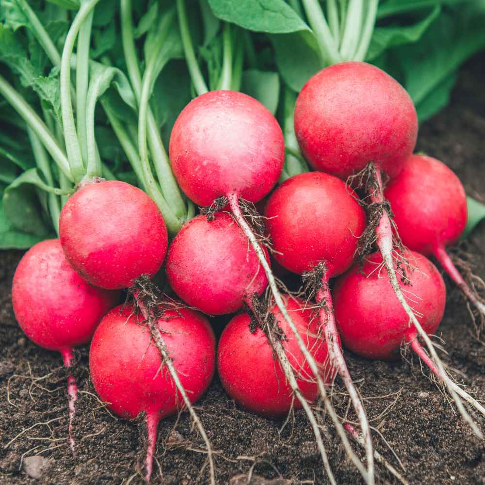 Vegetable Seeds Red Round Cherry Radish Seeds