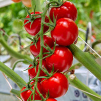 Tomato Cherry Red Organic Vegetable Seeds