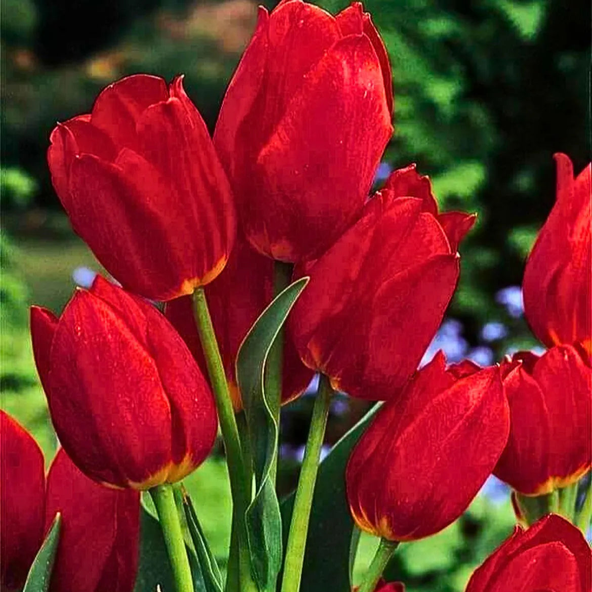 Tulip Redmar Bulbs