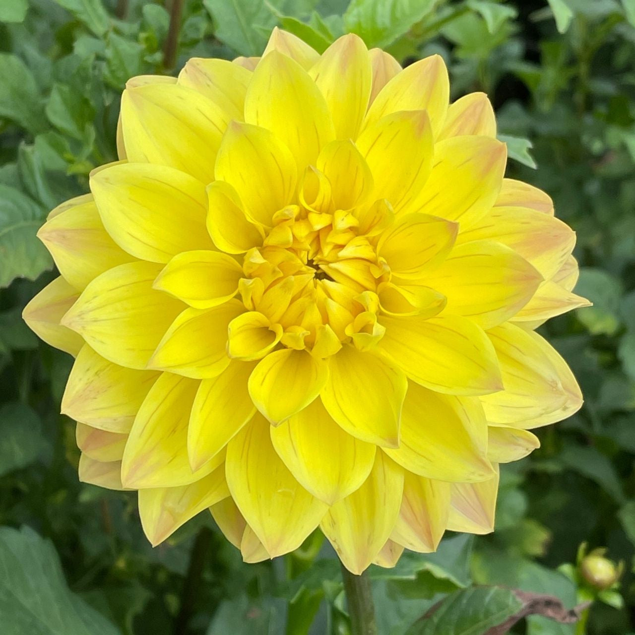 American Sun Dahlia