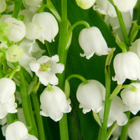 Convallaria Lily of the Valley Mix Color Bulb