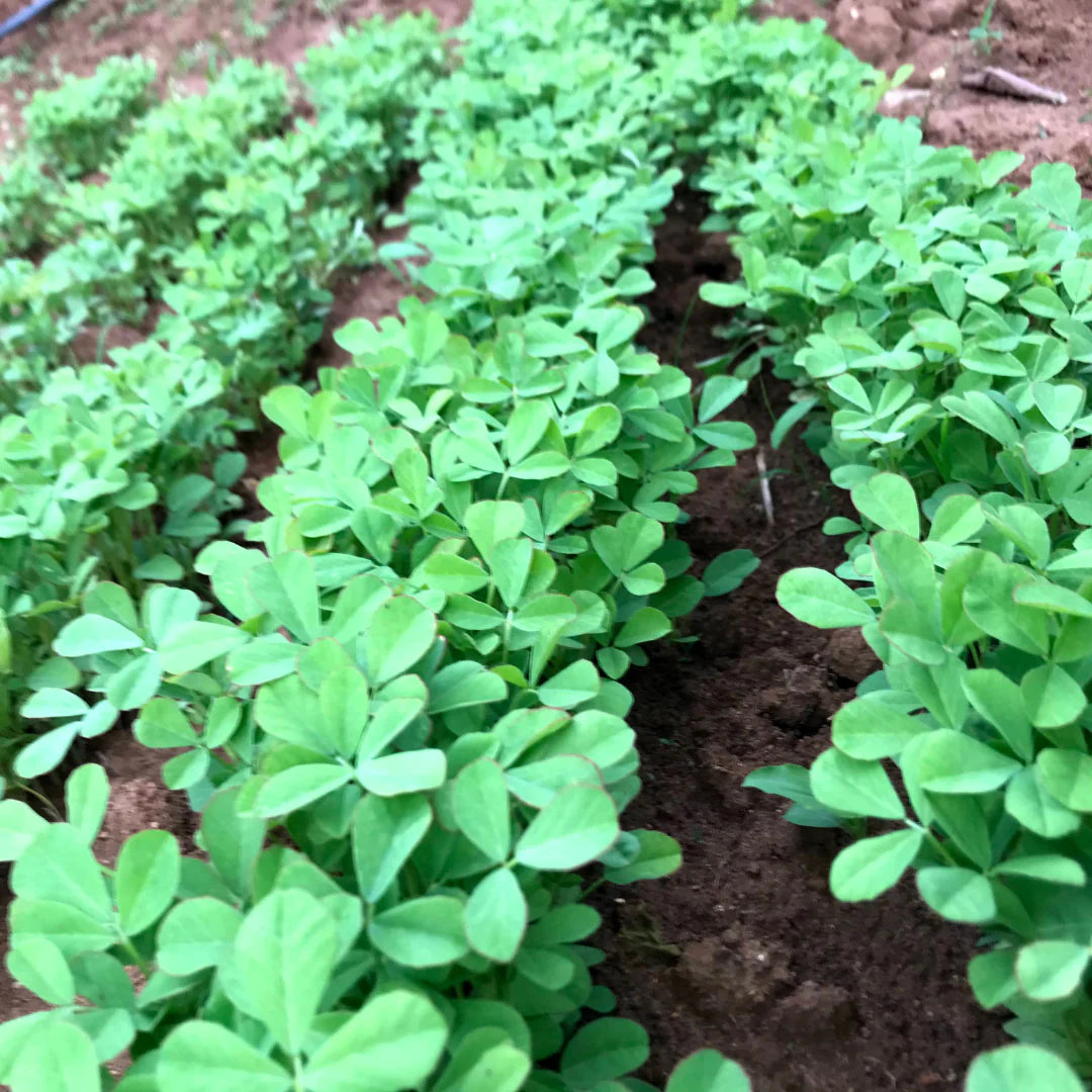 Methi Kasturi, Fenugreek Vegetable Seeds