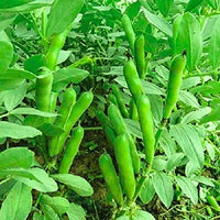 Fava Beans Selection Bakla Vegetable Seeds