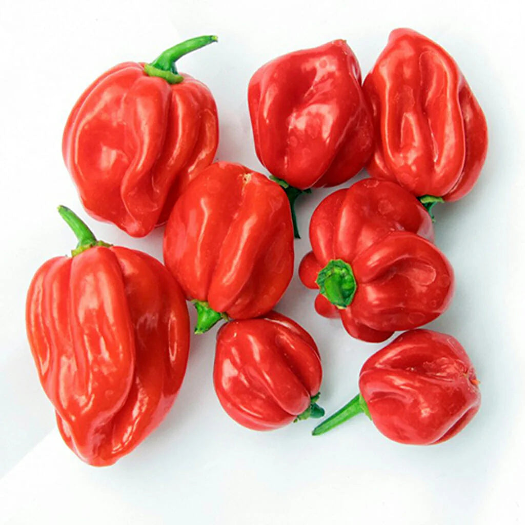 Chilli- Scotch Bonnet Red