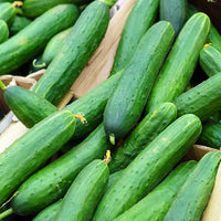 Cucumber- Green Gem