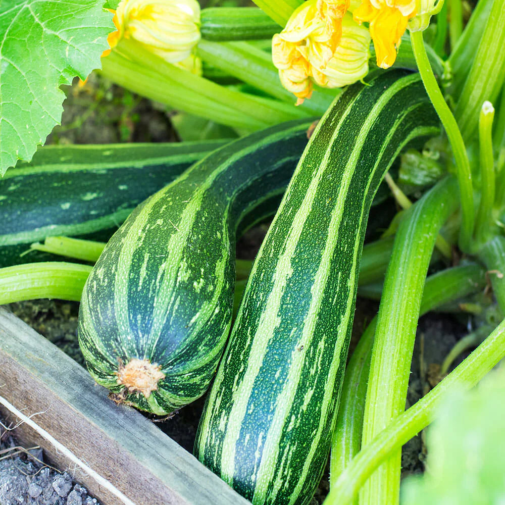 Zucchini- Cocozelle