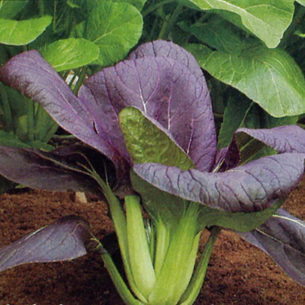 Cabbage, Chinese- Pak Choi - Purple Early F1