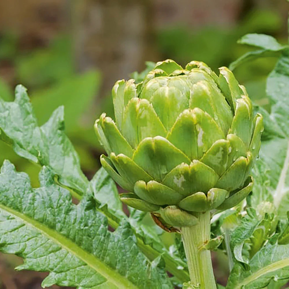 Artichoke Green Globe Vegetable Seeds