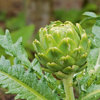 Artichoke Green Globe Vegetable Seeds