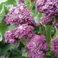 Broccoli- Purple Sprouting