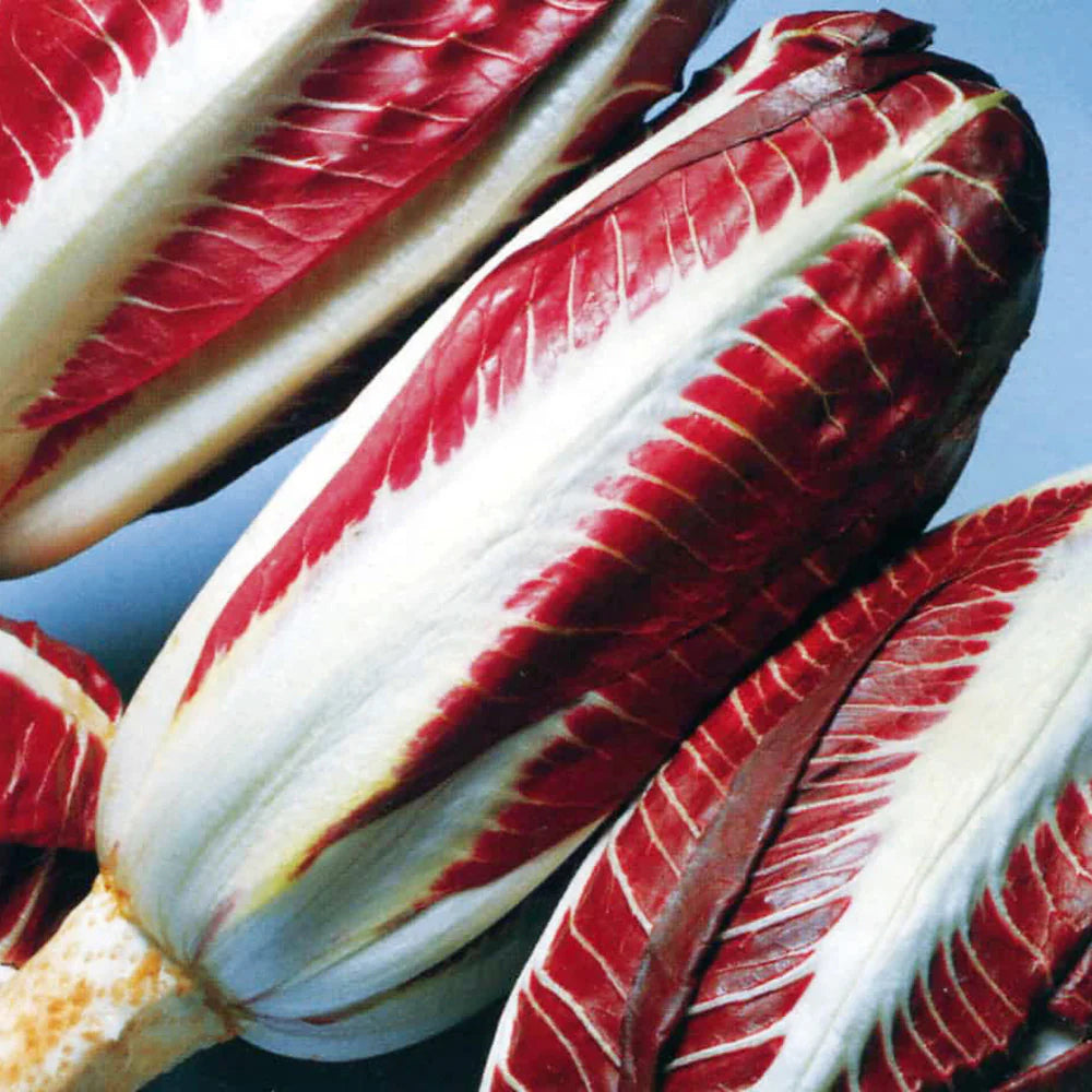 Chicory- Treviso Red