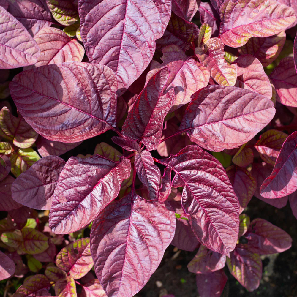 Amaranth- Red Garnet