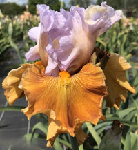 Valley of Dreams Bearded Iris Seeds