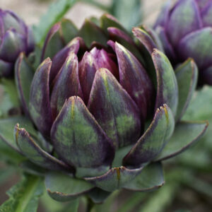 Artichoke- Purple Headed