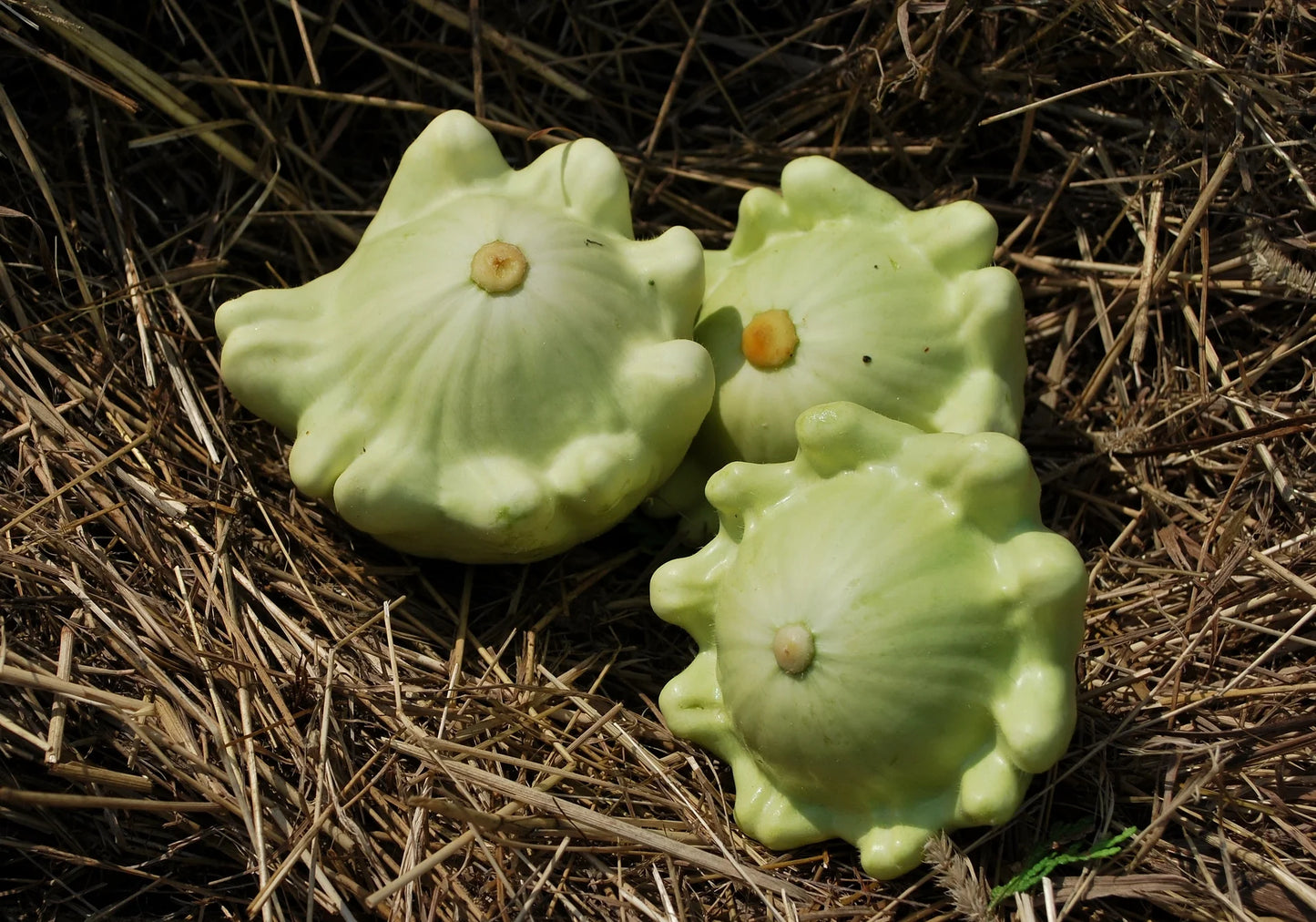 Benning’s Green Tint – Patty Pan Squash Seed