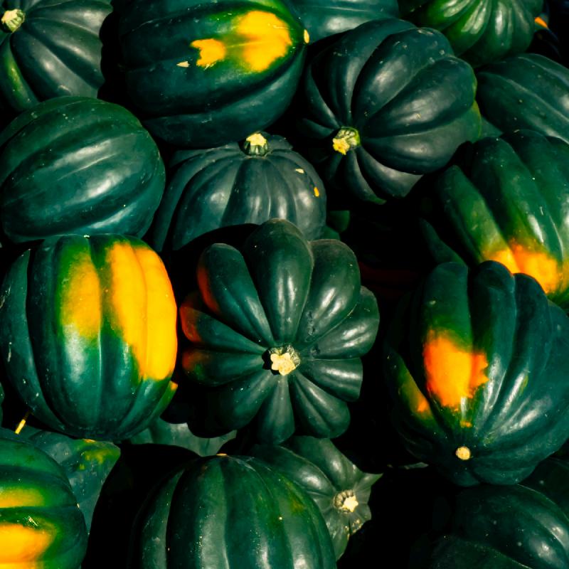 Tiptop PMR – Acorn Squash Seed