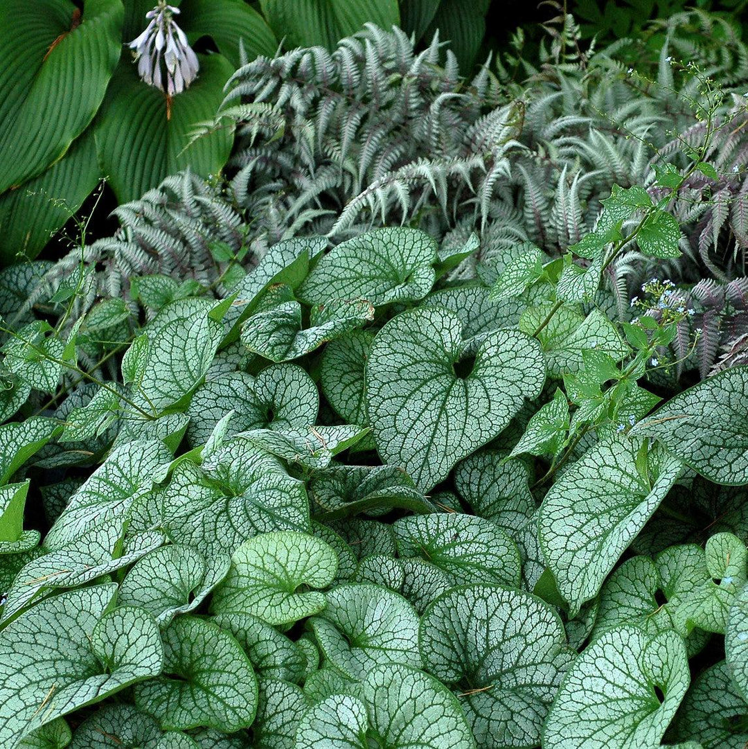 Alexander's Great Siberian Bugloss