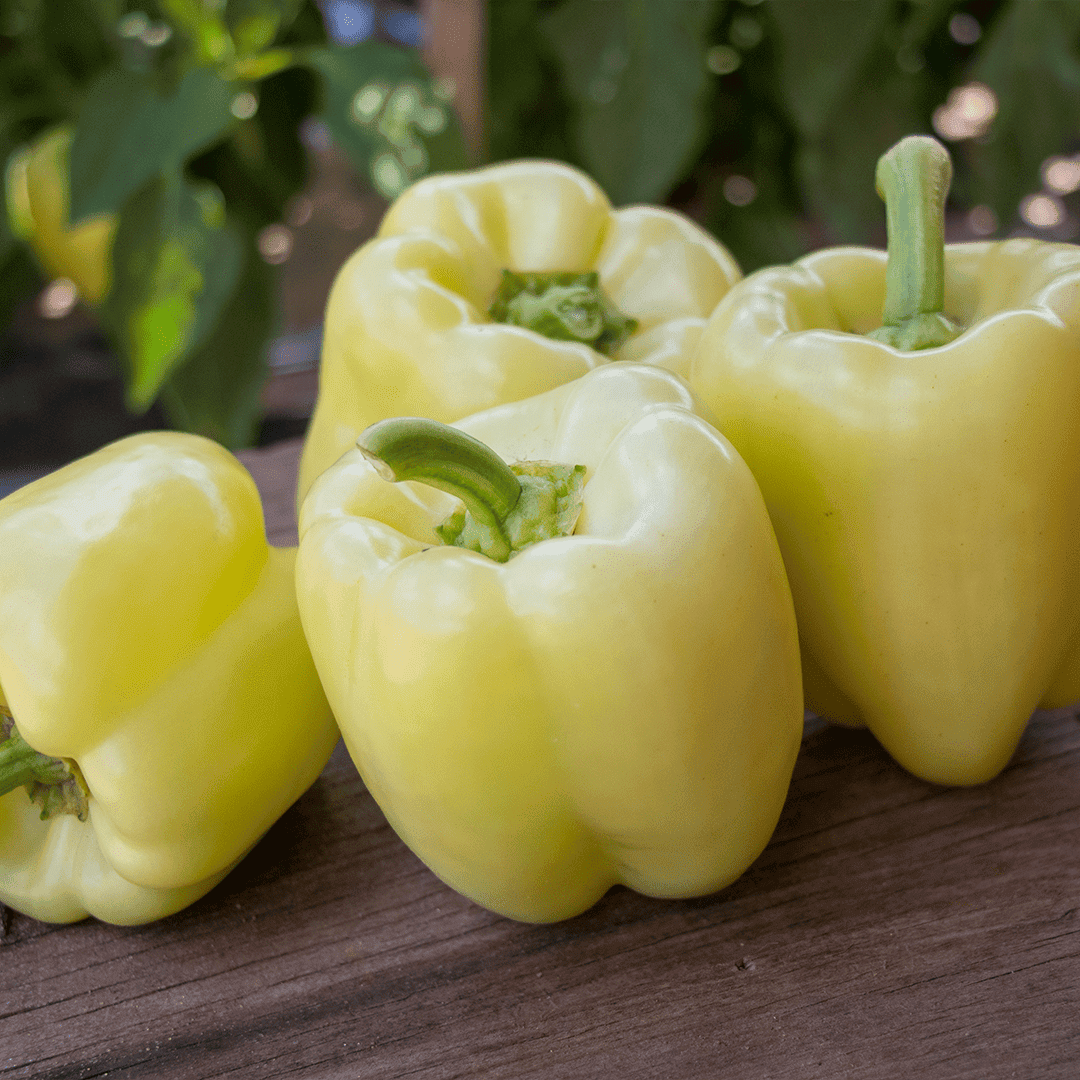 Bianca – Bell Pepper Seed