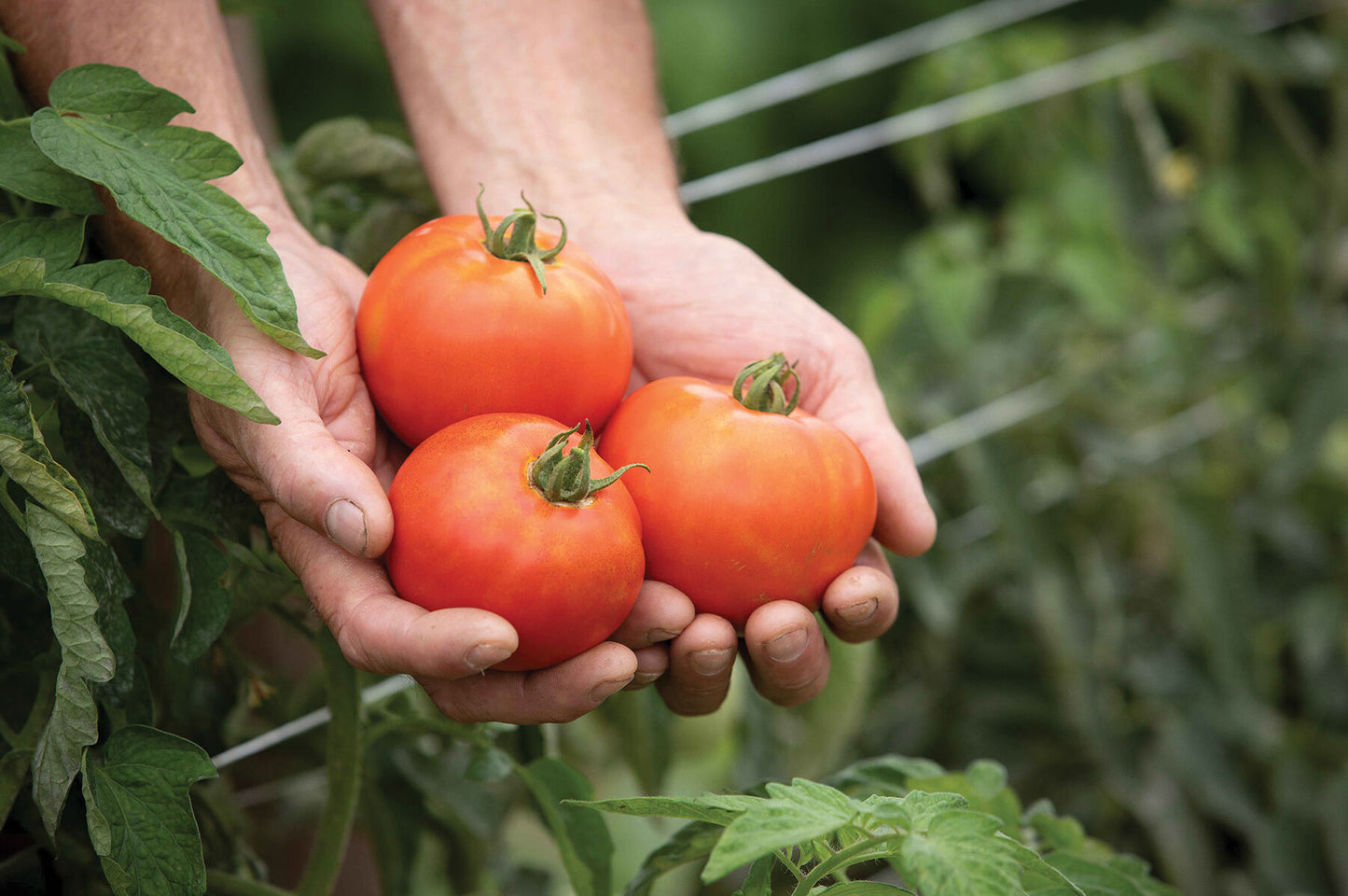 Valley Girl – Tomato Seed