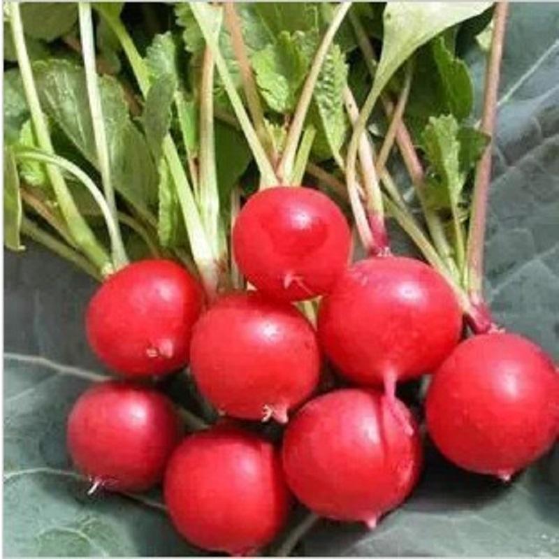 Vegetable Seeds Red Round Cherry Radish Seeds