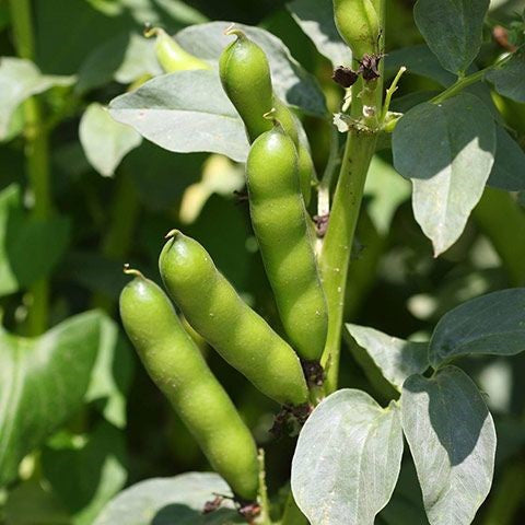 Fava Beans Selection Bakla Vegetable Seeds