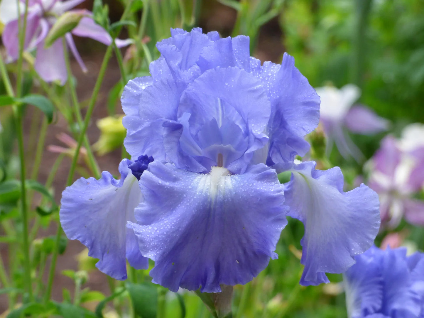 Victoria Falls Reblooming Tall Bearded Iris Seeds