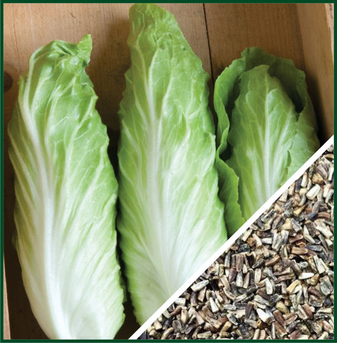 Virtus – Organic Radicchio Seed