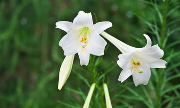 Lilium Longiflorum Easter Lily White Bulb