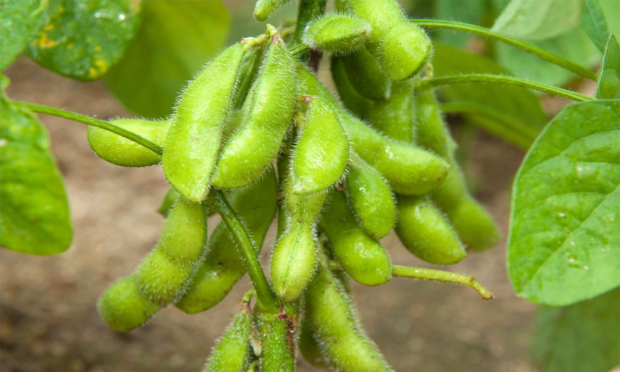 Tohya – Soybean Seed