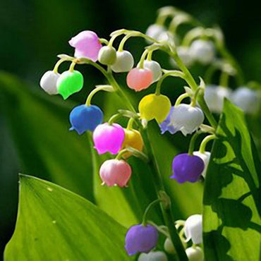 Rare Lily of Valley Flower Seeds Colored Rainbow Bell Orchid See