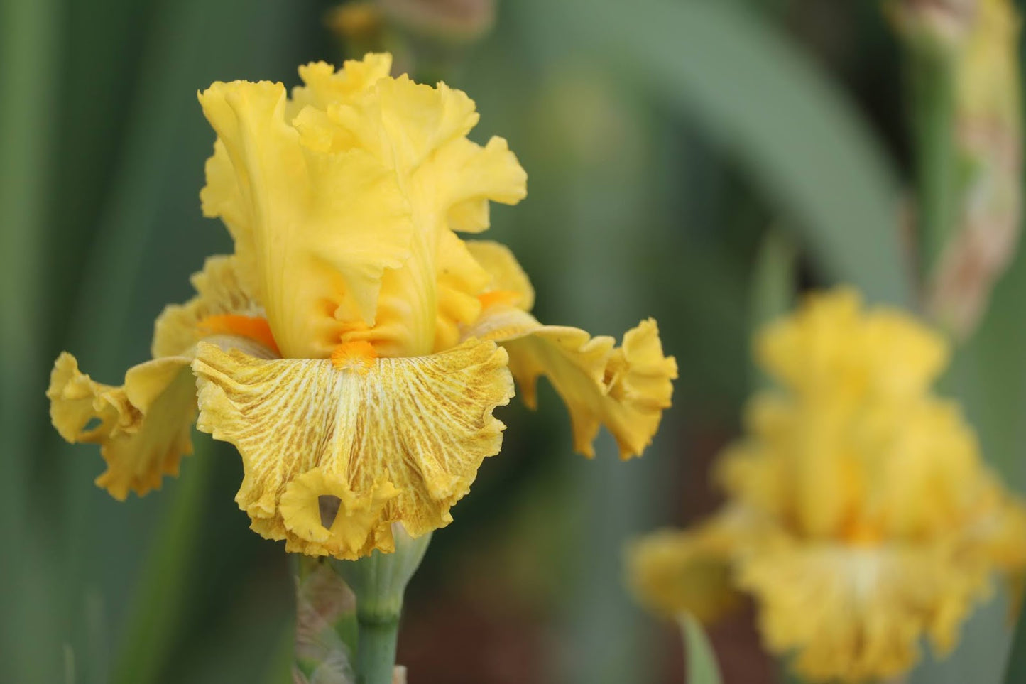 Woven Sunlight Bearded Iris Seeds