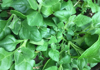 Warrigal Greens