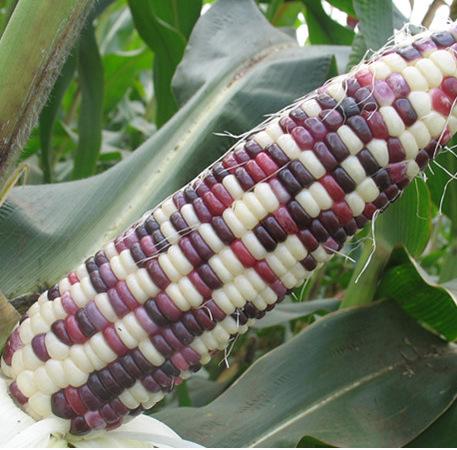 Waxy Corn Seeds Organic Vegetable Seeds