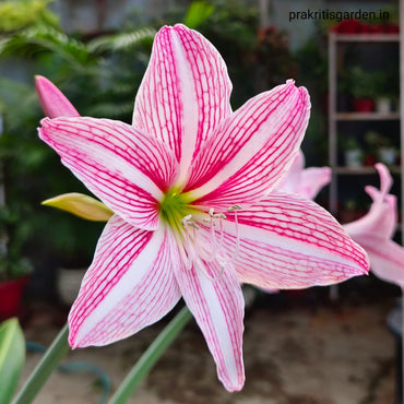 Amaryllis Lily Pink Bulb