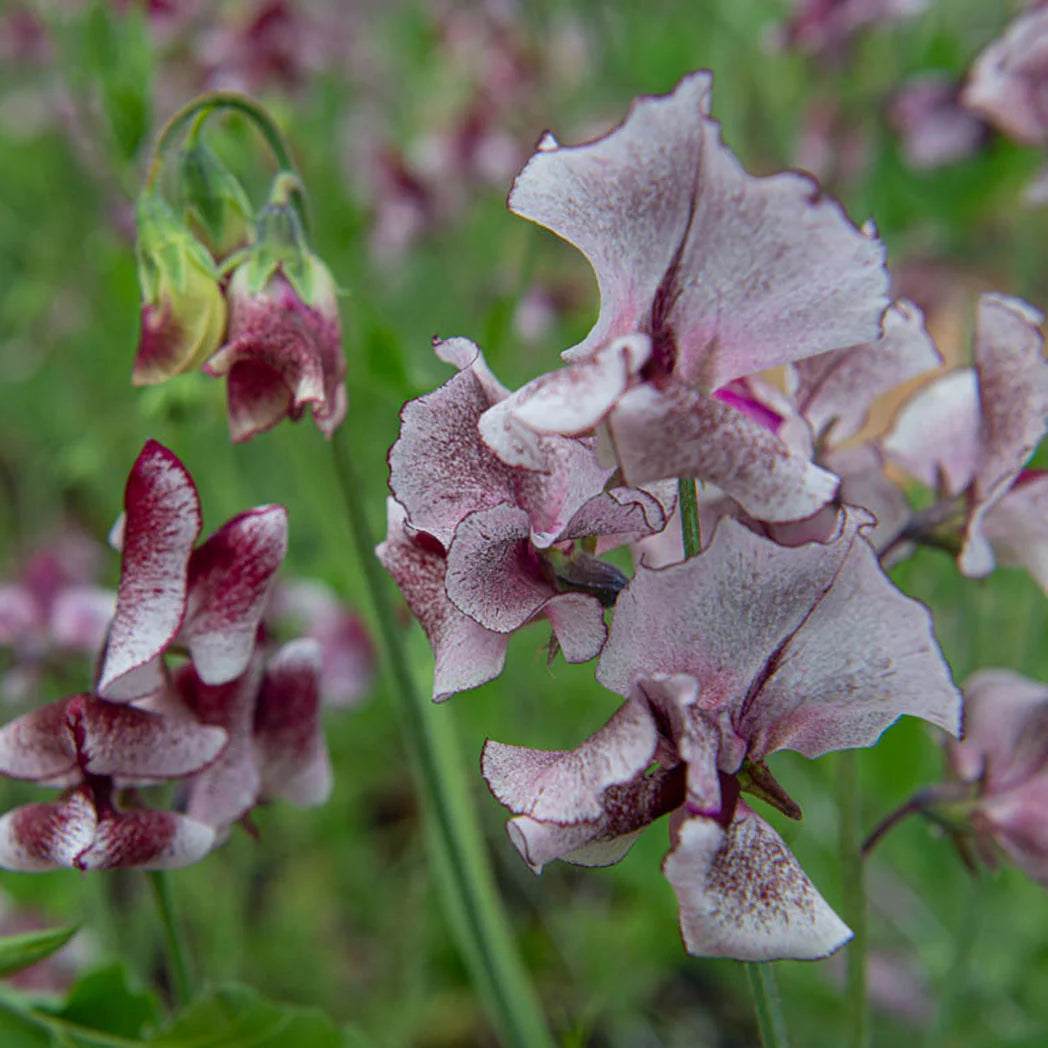 Wiltshire Ripple – Sweet Pea Seed