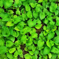 White Clover Seeds - Organic Vegetable Seed